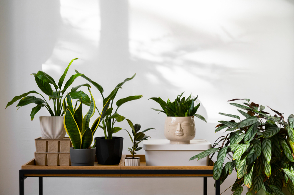 Purifying Your Apartment's Air Naturally